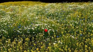 Multiflower field